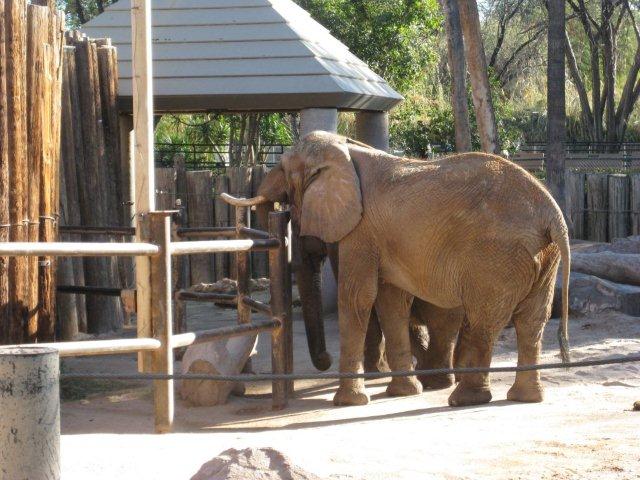 Elephants